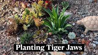 Faucaria Tigrina aka Tiger Jaws * 5 Days of Succulents