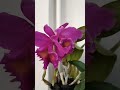 My beautiful orchid flower #shorts #video #trending