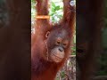 Orangutans Have Made INCREDIBLE Transformations!