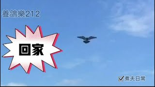 （煮夫日常-養鴿樂-212）馬拉松北海夏季訓練 第四趟鴿車頭城 空中62公里歸心似箭 排除萬難回家   #養鴿樂 #賽鴿#種鴿#賽鴿比賽