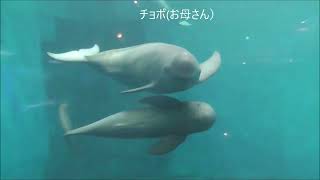 朝のスナメリたちのご挨拶＠鳥羽水族館