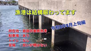 【海中映像】姫路市　妻鹿漁港　ゴールデンウィークでかなり混んでますがまだ少し余裕あり！　令和3年5月上旬