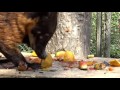 feeding a semi wild coati