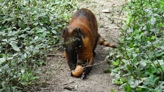 Feeding a semi-wild coati