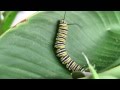 Monarch Butterfly Caterpillar Looking for a Place to Chrysalis