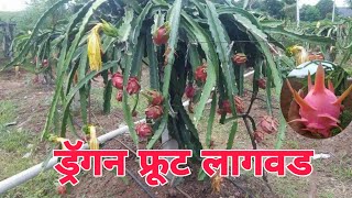 ड्रॅगन फ्रुट लागवड बद्दल माहिती Dragon fruit lagvad , phayde mahiti #PrabhuDeva