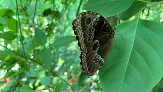 Mariposa Morpho Azul