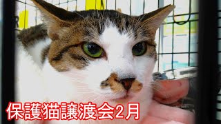 【譲渡会】保護猫譲渡会2025年2月16日【群馬】