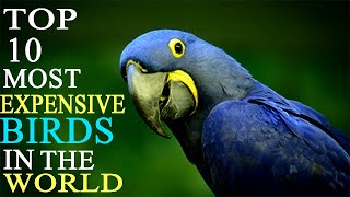 10 Most Expensive Birds in the World | FACTILITY