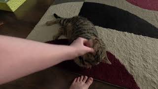 Milo playing fetch!