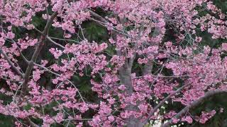 満開のオカメ桜（鶴見緑地公園）