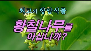 항암의 특효~ 황칠나무를 아시나요~? 차가버섯보다 항암성분 1.5배 더 ~