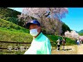 満開！　奈良　又兵衛桜　2022.04.09