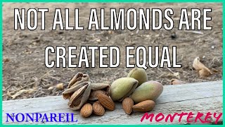 Different Almond Varieties