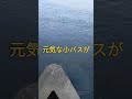 2023.9.29夕暮れの木津川！小バスの食欲は凄いです！木津川ブラックバス釣り！ bass fishing