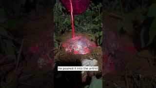 Poor Ants #rock #crystals #hunting #gemstone #shorts