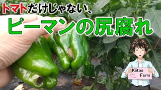 【ピーマンの尻腐れ】トマトだけじゃないピーマンも暑さでやられた。