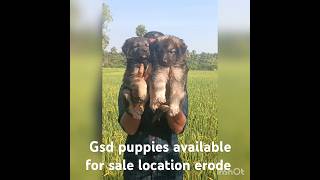 #quality of German shepherd puppies available location erode.contact 9042146921,9994889313