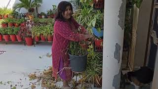 Sunday Gardening Works Vlog. इस  तरह  से  हमने  की  February  gardening works की शुरुआत .