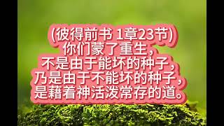 (彼得前书 1章23节)2024年12月8日星期日（认真听读版）#每日背一节经文