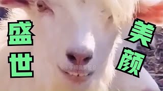 #搞笑 #tiktok  #funny #LOL #funny video 创作灵感  毛绒玩具制作过程挺好玩，就是戳那两下有点多余。