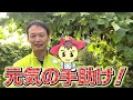 【自然栽培320】やり方を間違えると、土が弱るので注意が必要ですよ🌈