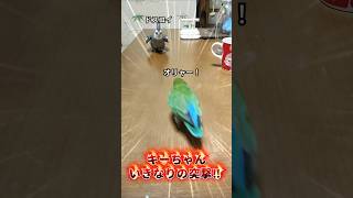 コザクラを迎え撃つオカメインコ！