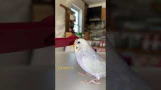 セキセインコのピコちゃんにカキカキしてあげる動画