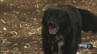 Helping Hands Humane Society suggests keeping dogs out from the cold
