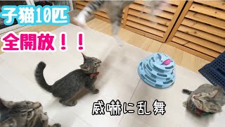 子猫10匹みんな開放したら威嚇に乱舞！！わちゃわちゃ幼稚園開園【子猫ラッシュ2020秋#17】Kitten nursery opens.