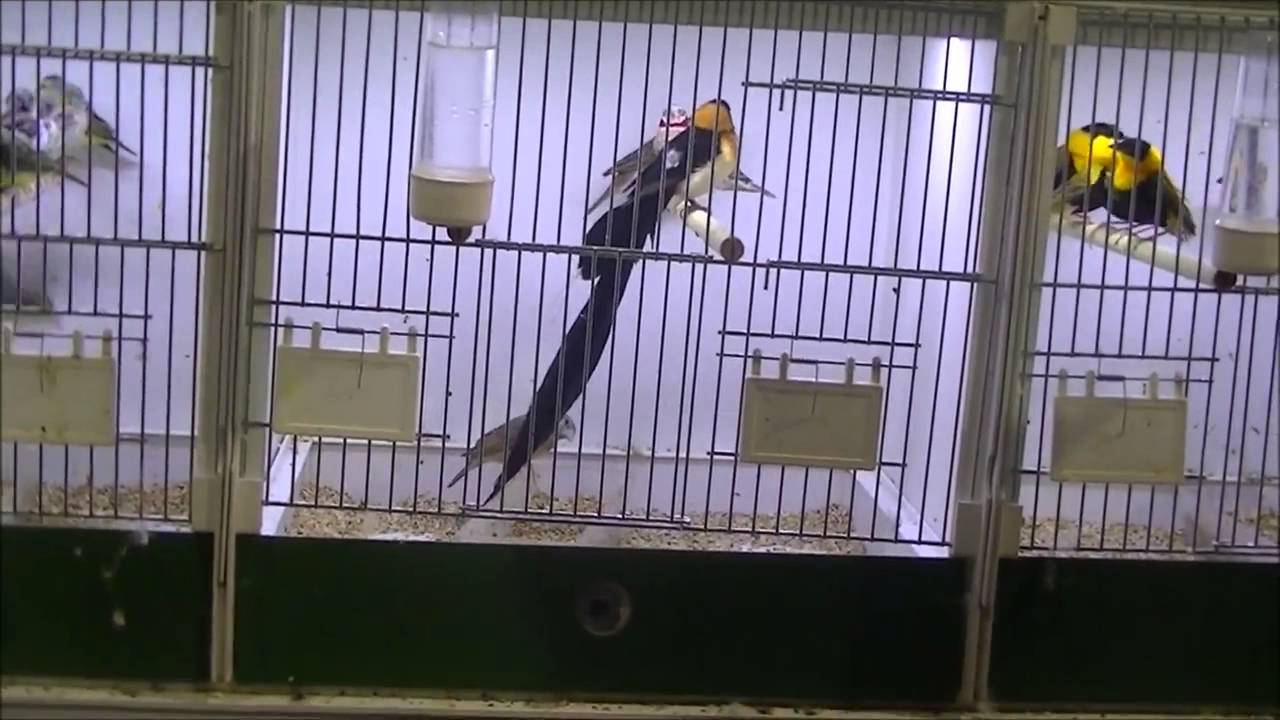 EXOTIC FINCHES CANADIAN NATIONAL CAGE BIRD SHOW & EXPO 2014 - YouTube