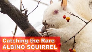The Rare Albino Squirrel fighting against Nature for survival. #squirrels #funnyanimals #wildlife
