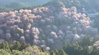 世界遺産　吉野山を歩いてみました　その3