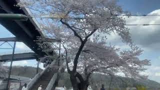 【絶景】満開の一目千本桜を電車から眺める