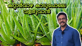 Kattarvazha Krishi Malayalam | How to Grow Aloe Vera at Home | Kattarvazha NadunnaReethi | AloeVera