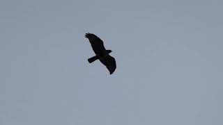 Eastern Buzzard in Threatening Display Flight