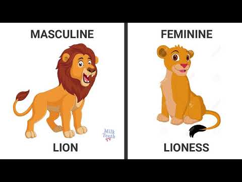 What is masculine of gender?