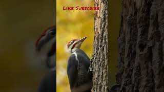 the beautiful woodpecker #woodpecker #bird #shortvideo #youtubeshorts #ytshorts