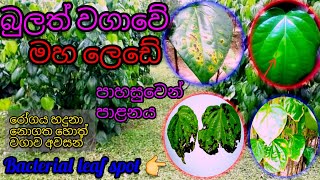 බුලත් වගාව \