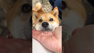 柴犬の可愛いおねだり🍖 #柴犬 #shibainu