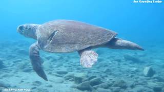 Caretta Caretta! /  İztuzu Beach / Turtle Beach / Scuba Diving