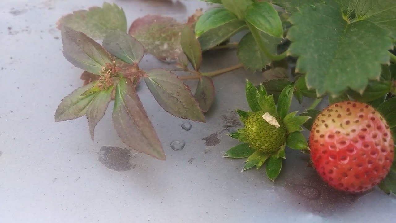 Strawberry Plant - YouTube