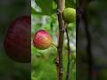 Fig tree propagation with tissue paper by air layering #grow_fig_tree #shorts