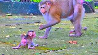 Successful teaching....How mama monkey teaching and leading her cutest baby to walk and run