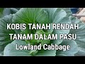 KOBIS TANAH RENDAH TANAM DALAM PASU || Lowland cabbage planted in pots