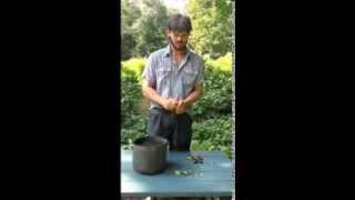 Direct planting of freshly harvested tree peony seeds