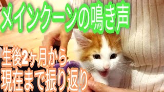 【メインクーンオス猫の鳴き声】生後2ヶ月から今までを振り返ってまとめました