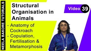 Structural Organisation in Animals Anatomy of Cockroach - Copulation, Fertilisation & Metamorphosis