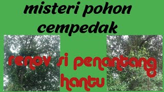 misteri pohon cempedak