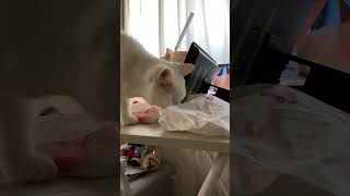 チキンのにおいスキ！#shorts #ねこ #猫動画